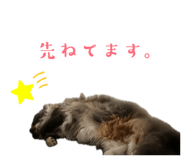 857787516