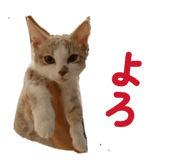 857787841