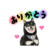 857795033