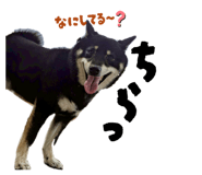 857795039