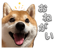 857795558