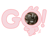 857796007