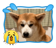 857808036