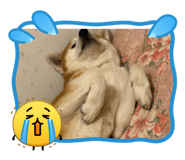 857808038