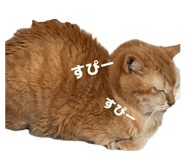 857809216