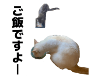 857809704