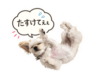 857850217