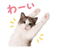 857857508