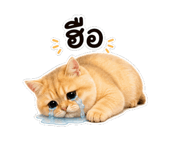 857866261