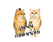 857866271