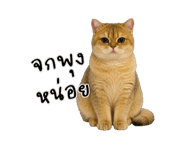857866272
