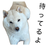 857877155