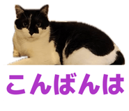 857896094