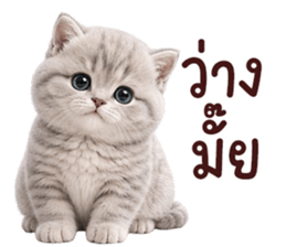 ❤️ตุ้ยนุ้ยแมวมูก้า❤️ รูปที่ 2
