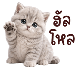 ❤️ตุ้ยนุ้ยแมวมูก้า❤️ รูปที่ 3