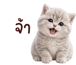 ❤️ตุ้ยนุ้ยแมวมูก้า❤️ รูปที่ 4
