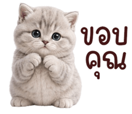 ❤️ตุ้ยนุ้ยแมวมูก้า❤️ รูปที่ 5