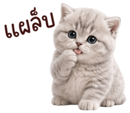 ❤️ตุ้ยนุ้ยแมวมูก้า❤️ รูปที่ 6