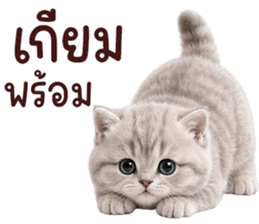 ❤️ตุ้ยนุ้ยแมวมูก้า❤️ รูปที่ 10