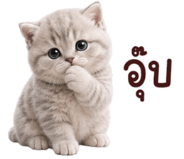 ❤️ตุ้ยนุ้ยแมวมูก้า❤️ รูปที่ 15