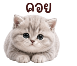 ❤️ตุ้ยนุ้ยแมวมูก้า❤️ รูปที่ 21