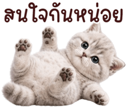 ❤️ตุ้ยนุ้ยแมวมูก้า❤️ รูปที่ 25