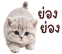 ❤️ตุ้ยนุ้ยแมวมูก้า❤️ รูปที่ 32