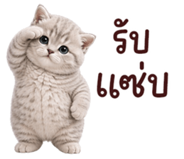 ❤️ตุ้ยนุ้ยแมวมูก้า❤️ รูปที่ 37