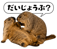 857942223