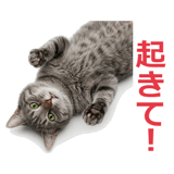 857942235