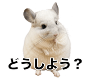 857954257
