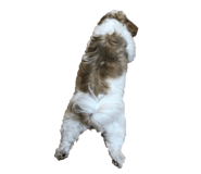 857966596