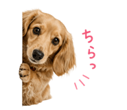 857967773
