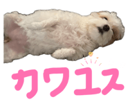 857969403