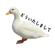 857971673