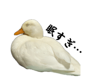 857971677