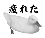 857971683