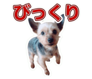 857973387