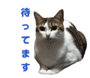 857979067