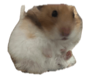 857981988