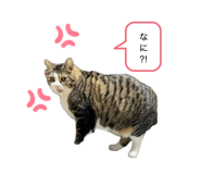 857985530