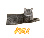 857985538