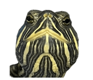 857987016