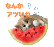 857987260