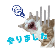 857987266