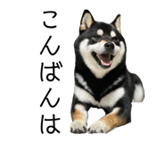857991726