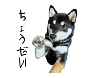 857991733