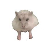 857993531
