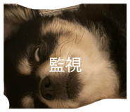 858016713