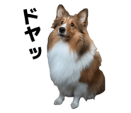 858017217